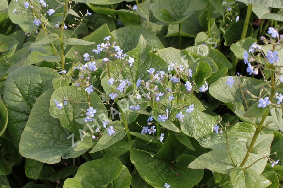 Pomněnkovec sibiřský - Brunnera sibirica