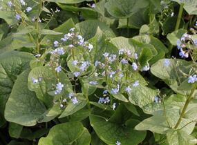 Pomněnkovec sibiřský - Brunnera sibirica