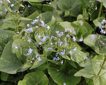 Pomněnkovec sibiřský