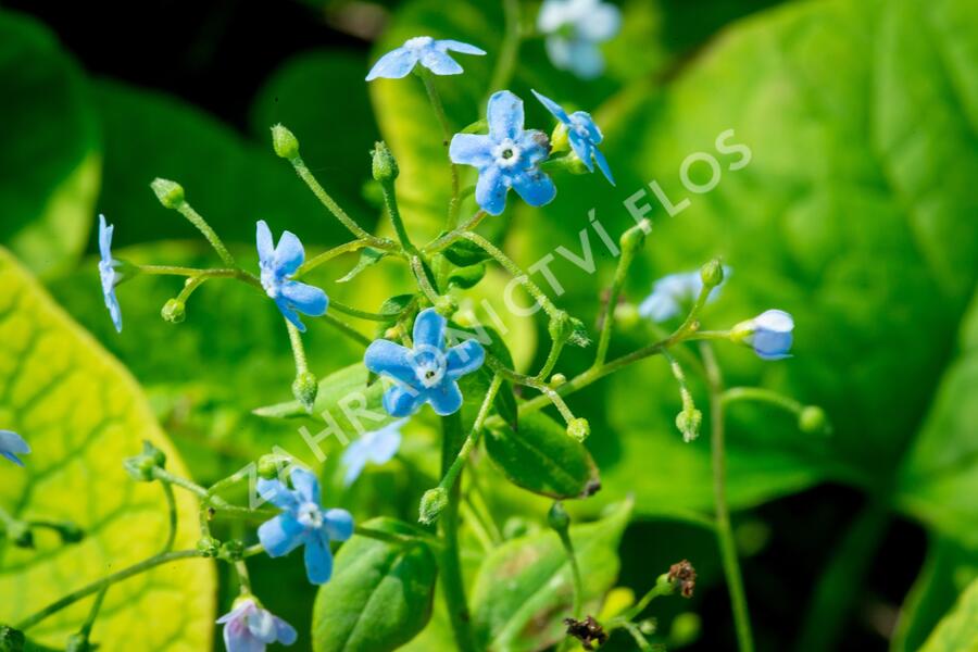 Pomněnkovec sibiřský - Brunnera sibirica