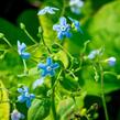 Pomněnkovec sibiřský - Brunnera sibirica