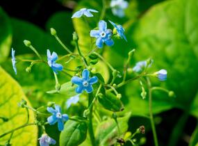 Pomněnkovec sibiřský - Brunnera sibirica
