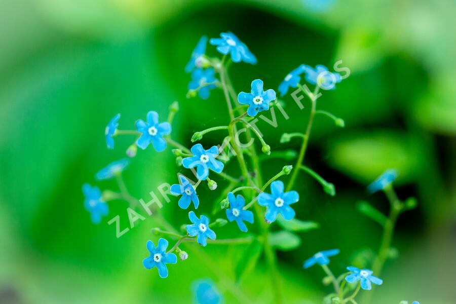 Pomněnkovec sibiřský - Brunnera sibirica