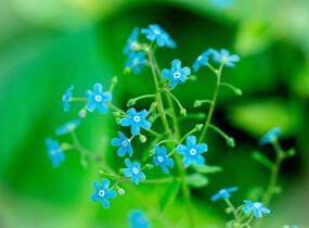 Pomněnkovec sibiřský - Brunnera sibirica