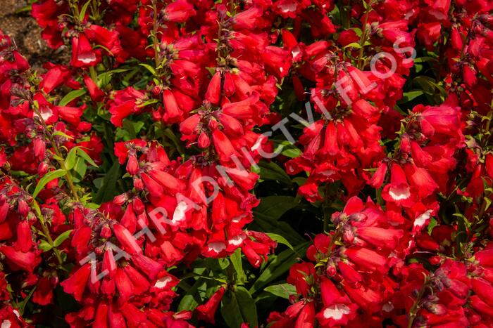 Dračík 'Phoenix Red' - Penstemon hartwegii 'Phoenix Red'