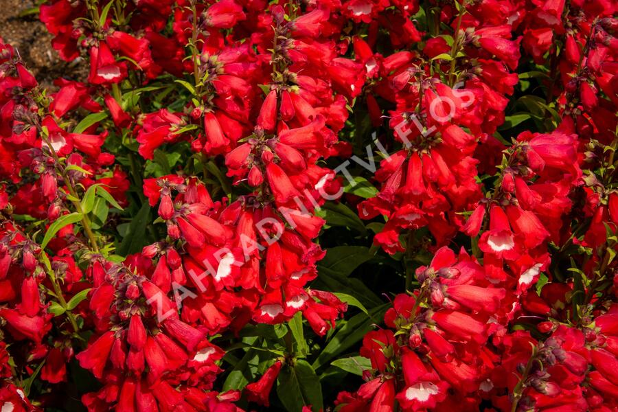 Dračík 'Phoenix Red' - Penstemon hartwegii 'Phoenix Red'