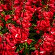 Dračík 'Phoenix Red' - Penstemon hartwegii 'Phoenix Red'