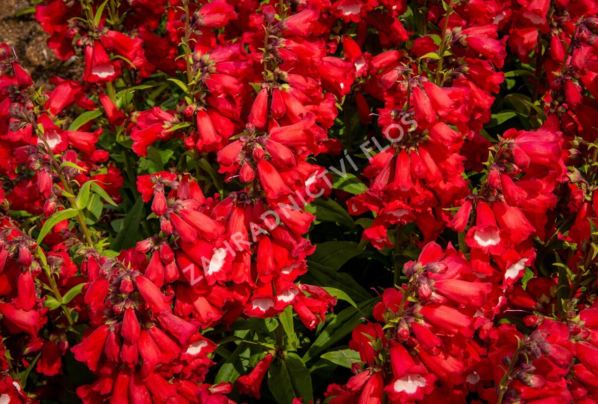 Dračík 'Phoenix Red' - Penstemon hartwegii 'Phoenix Red'