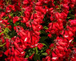 Dračík 'Phoenix Red'