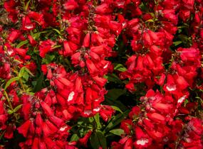 Dračík 'Phoenix Red' - Penstemon hartwegii 'Phoenix Red'