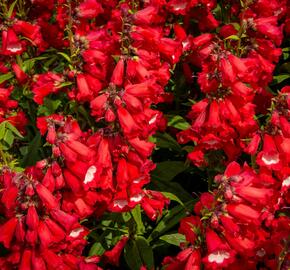 Dračík 'Phoenix Red' - Penstemon hartwegii 'Phoenix Red'