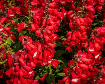 Dračík 'Phoenix Red'