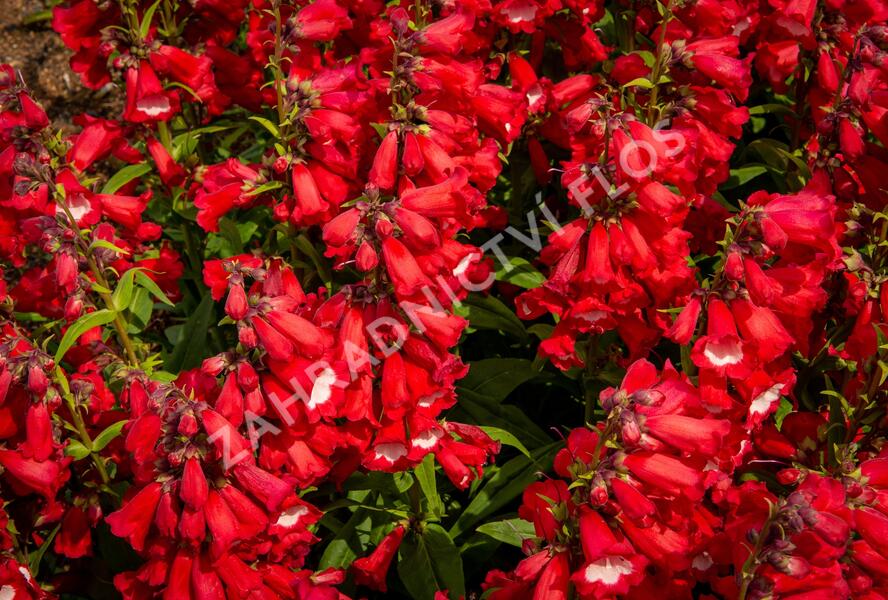 Dračík 'Phoenix Red' - Penstemon hartwegii 'Phoenix Red'
