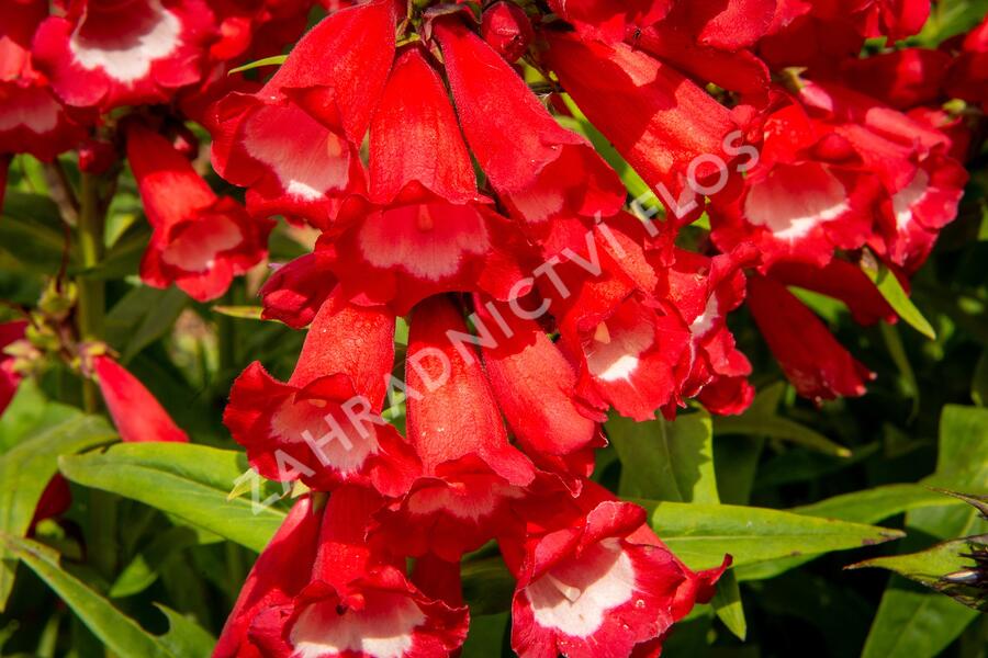 Dračík 'Phoenix Red' - Penstemon hartwegii 'Phoenix Red'
