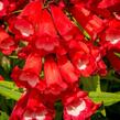 Dračík 'Phoenix Red' - Penstemon hartwegii 'Phoenix Red'