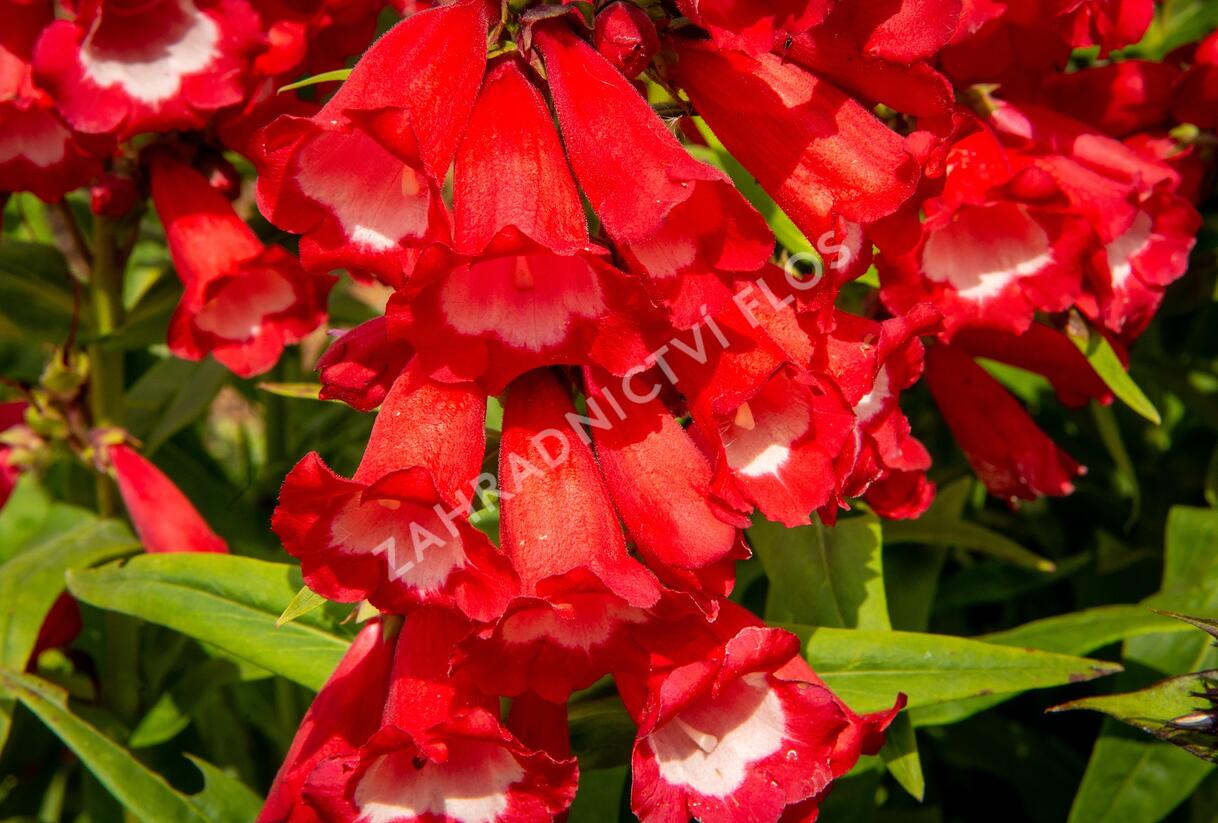Dračík 'Phoenix Red' - Penstemon hartwegii 'Phoenix Red'