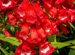 Dračík 'Phoenix Red' - Penstemon hartwegii 'Phoenix Red'