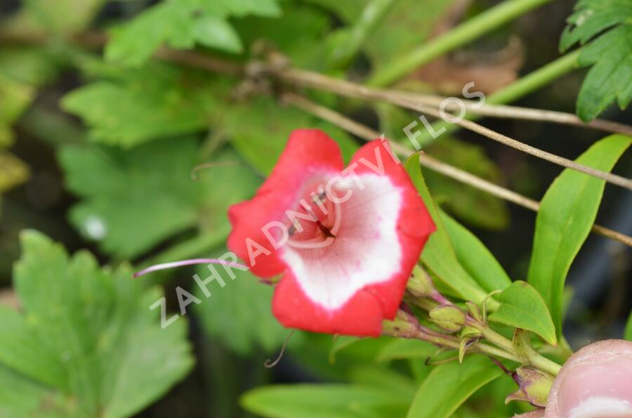 Dračík 'Phoenix Red' - Penstemon hartwegii 'Phoenix Red'