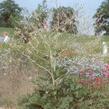 Katrán srdčitý - Crambe cordifolia