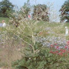 Katrán srdčitý - Crambe cordifolia