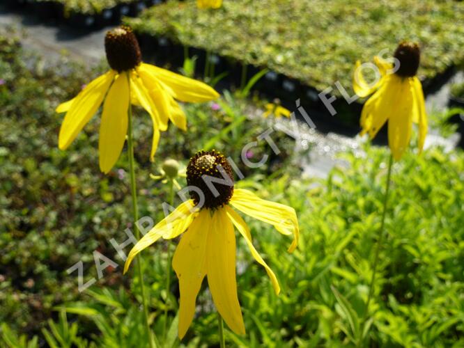 Ratibida zpeřená - Ratibida pinnata