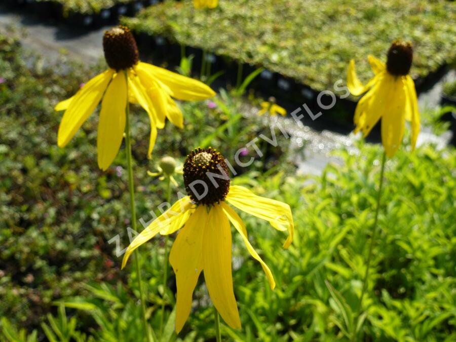 Ratibida zpeřená - Ratibida pinnata