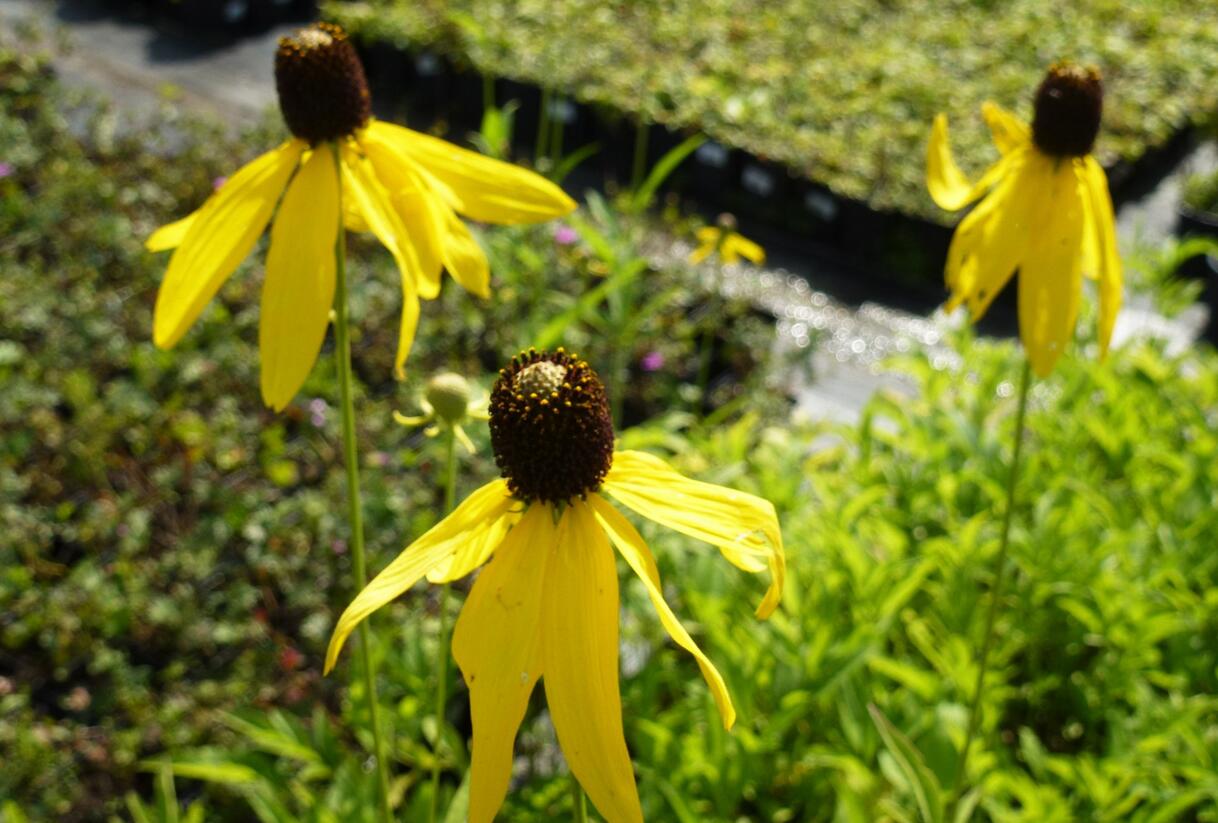 Ratibida zpeřená - Ratibida pinnata