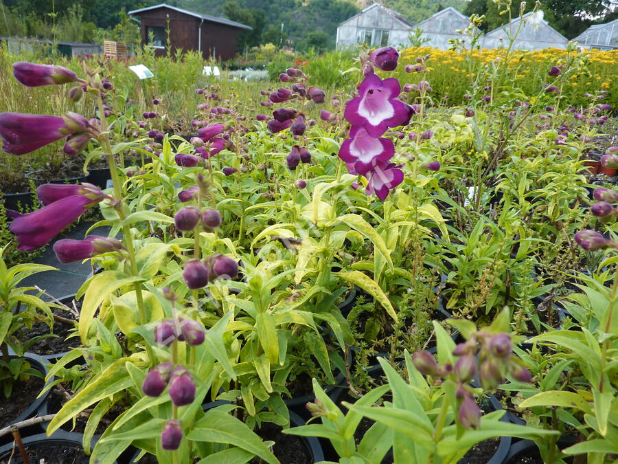 Dračík 'Phoenix Violet' - Penstemon hartwegii 'Phoenix Violet'