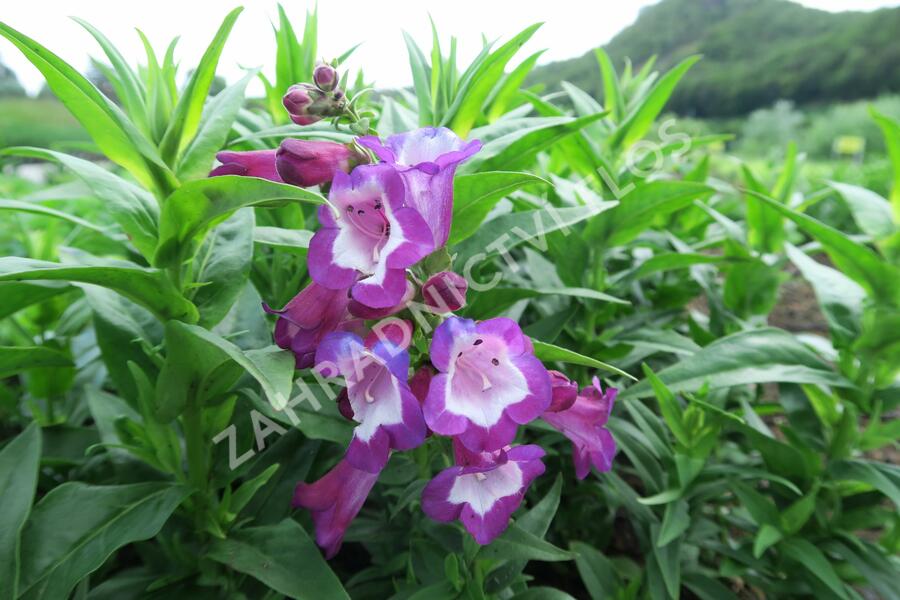 Dračík 'Phoenix Violet' - Penstemon hartwegii 'Phoenix Violet'
