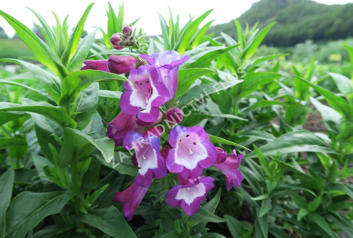 Dračík 'Phoenix Violet' - Penstemon hartwegii 'Phoenix Violet'