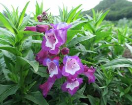 Dračík 'Phoenix Violet'