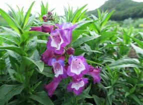 Dračík 'Phoenix Violet' - Penstemon hartwegii 'Phoenix Violet'