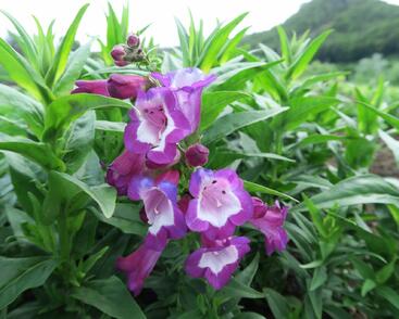 Dračík 'Phoenix Violet'
