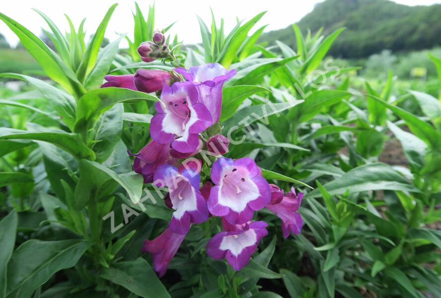 Dračík 'Phoenix Violet' - Penstemon hartwegii 'Phoenix Violet'