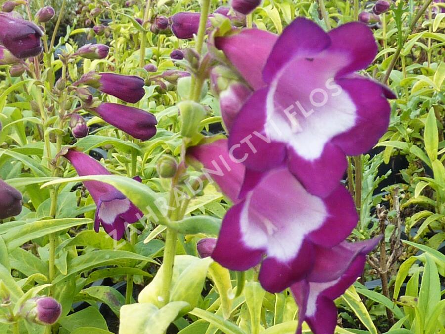 Dračík 'Phoenix Violet' - Penstemon hartwegii 'Phoenix Violet'