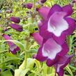 Dračík 'Phoenix Violet' - Penstemon hartwegii 'Phoenix Violet'