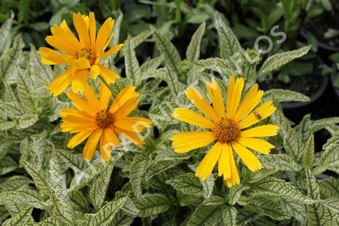 Janeba drsná 'Sunstruck' - Heliopsis helianthoides 'Sunstruck'