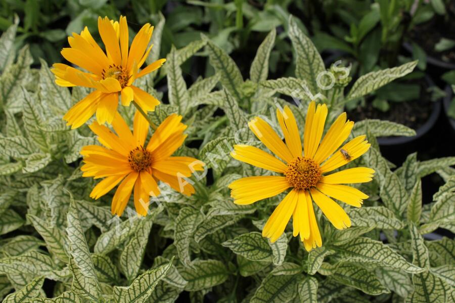 Janeba drsná 'Sunstruck' - Heliopsis helianthoides 'Sunstruck'