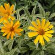 Janeba drsná 'Sunstruck' - Heliopsis helianthoides 'Sunstruck'