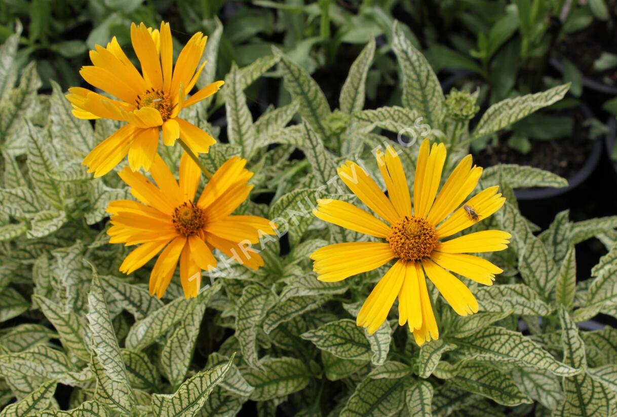 Janeba drsná 'Sunstruck' - Heliopsis helianthoides 'Sunstruck'