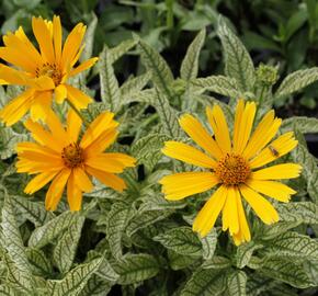 Janeba drsná 'Sunstruck' - Heliopsis helianthoides 'Sunstruck'