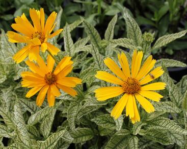 Janeba drsná 'Sunstruck'