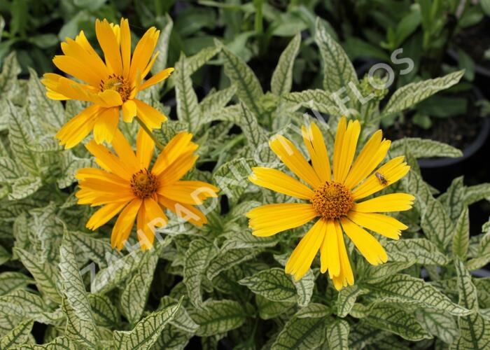 Janeba drsná 'Sunstruck' - Heliopsis helianthoides 'Sunstruck'