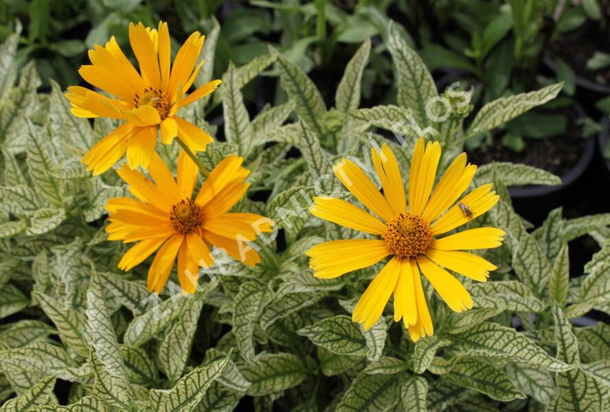 Janeba drsná 'Sunstruck' - Heliopsis helianthoides 'Sunstruck'