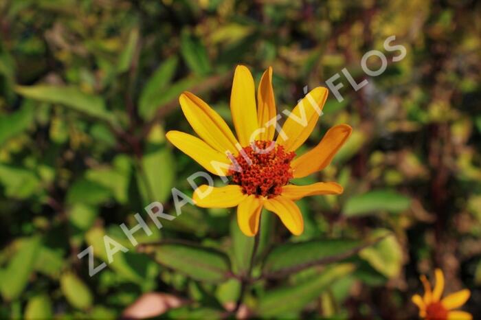 Janeba drsná 'Prairie Sunset' - Heliopsis helianthoides 'Prairie Sunset'