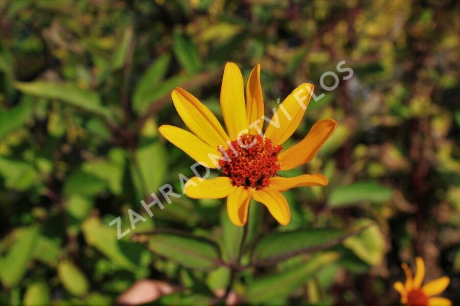 Janeba drsná 'Prairie Sunset' - Heliopsis helianthoides 'Prairie Sunset'