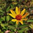 Janeba drsná 'Prairie Sunset' - Heliopsis helianthoides 'Prairie Sunset'