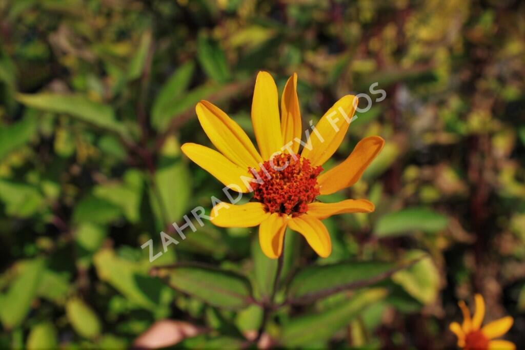 Janeba drsná 'Prairie Sunset' - Heliopsis helianthoides 'Prairie Sunset'