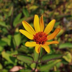Janeba drsná 'Prairie Sunset' - Heliopsis helianthoides 'Prairie Sunset'