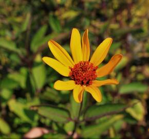 Janeba drsná 'Prairie Sunset' - Heliopsis helianthoides 'Prairie Sunset'